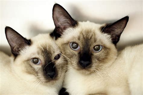 gatos siameses fotos|siamese breeds with pictures.